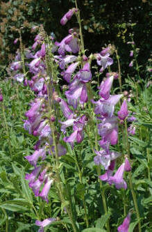 Penstemon Alice Hindley